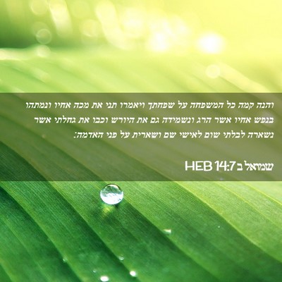 Picture 02 - שמואל ב 14:7 HEB - והנה קמה כל המשפחה על שפחתך - Bible Verse Picture