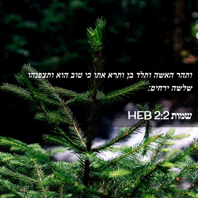 Picture 02 - שמות 2:2 HEB - ותהר האשה ותלד בן ותרא אתו - Bible Verse Picture