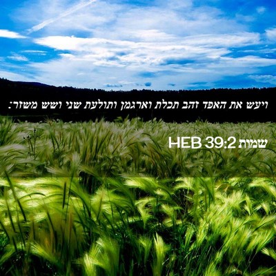 Picture 02 - שמות 39:2 HEB - ויעש את האפד זהב תכלת - Bible Verse Picture