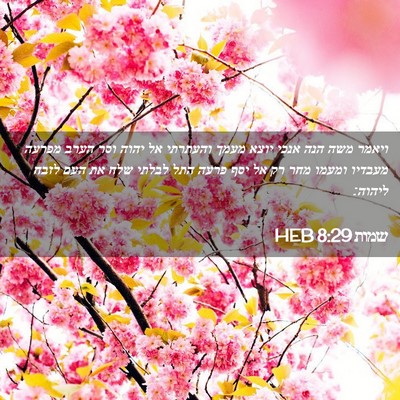 Picture 02 - שמות 8:29 HEB - ויאמר משה הנה אנכי יוצא - Bible Verse Picture
