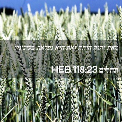 Picture 02 - תהלים 118:23 HEB - מאת יהוה היתה זאת היא נפלאת - Bible Verse Picture