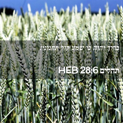Picture 02 - תהלים 28:6 HEB - ברוך יהוה כי שמע קול - Bible Verse Picture