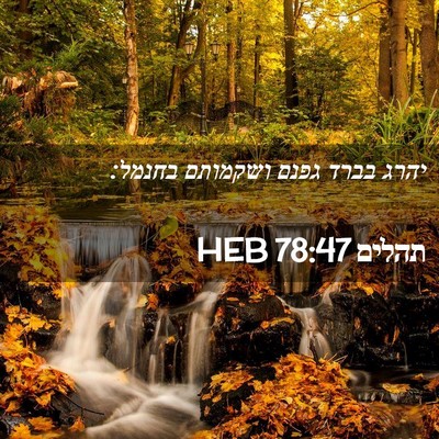 Picture 02 - תהלים 78:47 HEB - יהרג בברד גפנם ושקמותם - Bible Verse Picture