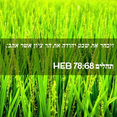Picture 02 - תהלים 78:68 HEB - ויבחר את שבט יהודה את הר - Bible Verse Picture