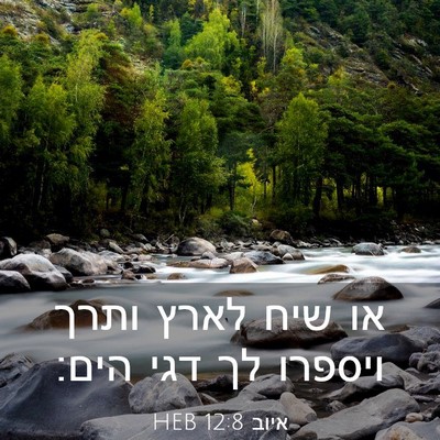 Picture 03 - איוב 12:8 HEB - או שיח לארץ ותרך ויספרו לך - Bible Verse Picture