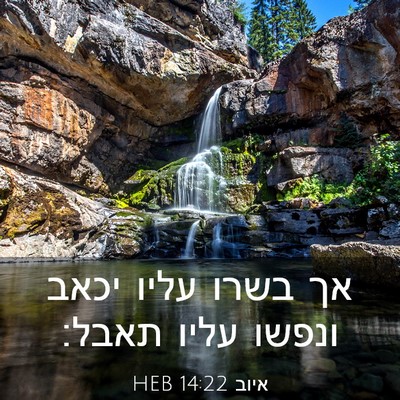 Picture 03 - איוב 14:22 HEB - אך בשרו עליו יכאב ונפשו - Bible Verse Picture