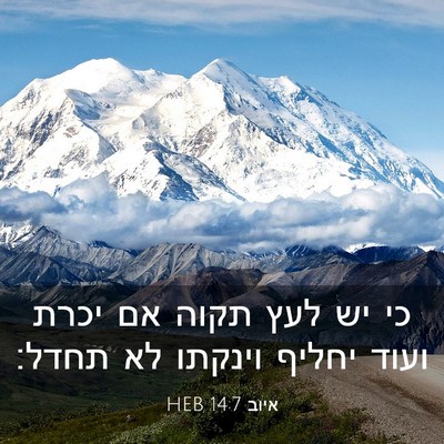 Picture 03 - איוב 14:7 HEB - כי יש לעץ תקוה אם יכרת ועוד - Bible Verse Picture