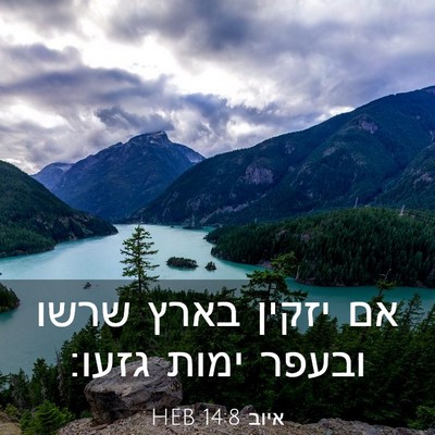 Picture 03 - איוב 14:8 HEB - אם יזקין בארץ שרשו ובעפר - Bible Verse Picture