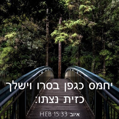 Picture 03 - איוב 15:33 HEB - יחמס כגפן בסרו וישלך כזית - Bible Verse Picture