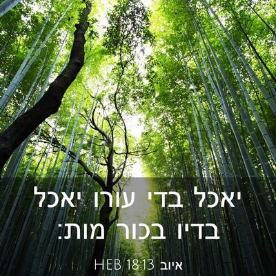 Picture 03 - איוב 18:13 HEB - יאכל בדי עורו יאכל בדיו - Bible Verse Picture