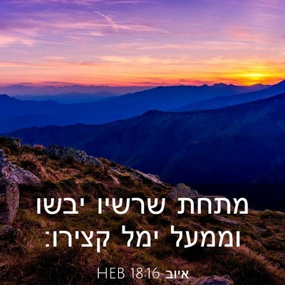 Picture 03 - איוב 18:16 HEB - מתחת שרשיו יבשו וממעל ימל - Bible Verse Picture