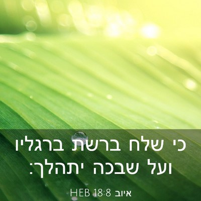 Picture 03 - איוב 18:8 HEB - כי שלח ברשת ברגליו ועל שבכה - Bible Verse Picture