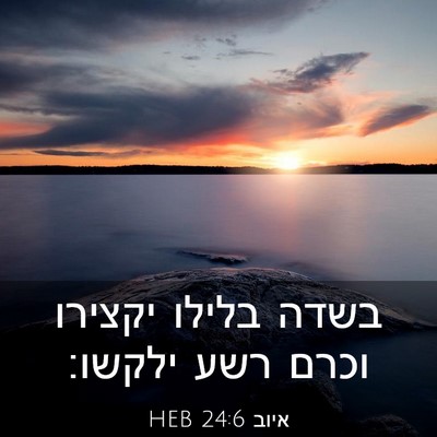 Picture 03 - איוב 24:6 HEB - בשדה בלילו יקצירו וכרם רשע - Bible Verse Picture