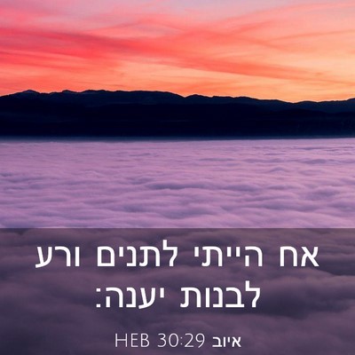 Picture 03 - איוב 30:29 HEB - אח הייתי לתנים ורע לבנות - Bible Verse Picture