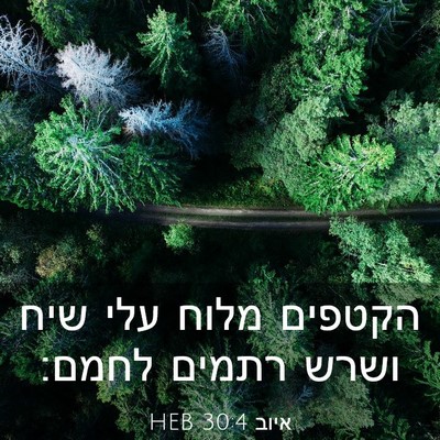Picture 03 - איוב 30:4 HEB - הקטפים מלוח עלי שיח ושרש - Bible Verse Picture