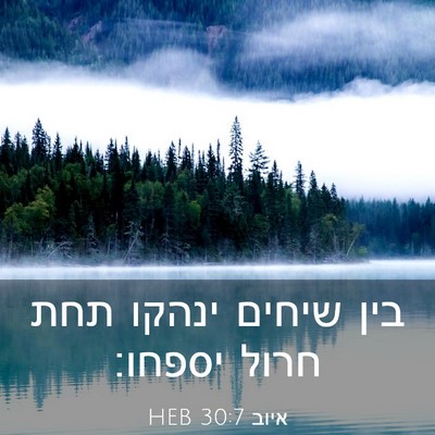 Picture 03 - איוב 30:7 HEB - בין שיחים ינהקו תחת חרול - Bible Verse Picture