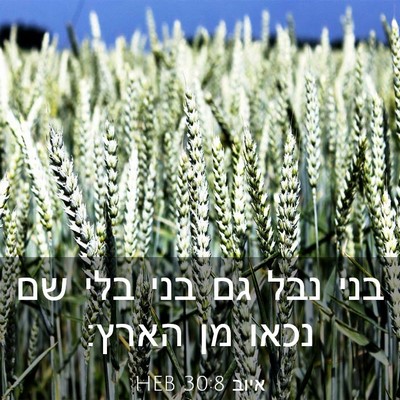 Picture 03 - איוב 30:8 HEB - בני נבל גם בני בלי שם נכאו - Bible Verse Picture