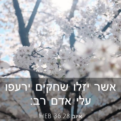 Picture 03 - איוב 36:28 HEB - אשר יזלו שחקים ירעפו עלי - Bible Verse Picture