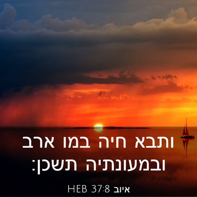 Picture 03 - איוב 37:8 HEB - ותבא חיה במו ארב ובמעונתיה - Bible Verse Picture
