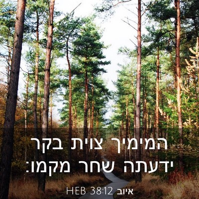 Picture 03 - איוב 38:12 HEB - המימיך צוית בקר ידעתה שחר - Bible Verse Picture