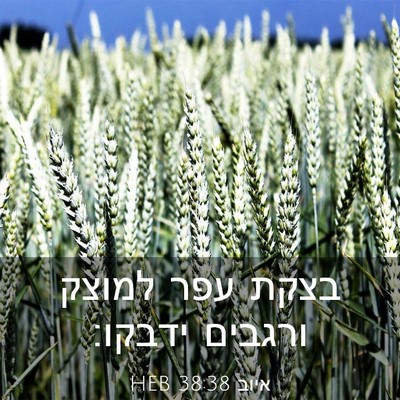 Picture 03 - איוב 38:38 HEB - בצקת עפר למוצק ורגבים - Bible Verse Picture