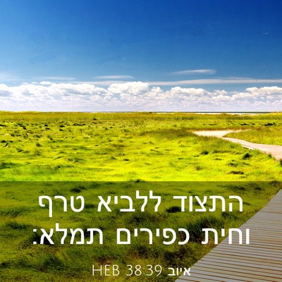 Picture 03 - איוב 38:39 HEB - התצוד ללביא טרף וחית - Bible Verse Picture