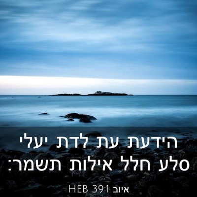 Picture 03 - איוב 39:1 HEB - הידעת עת לדת יעלי סלע חלל - Bible Verse Picture