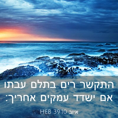 Picture 03 - איוב 39:10 HEB - התקשר רים בתלם עבתו אם ישדד - Bible Verse Picture