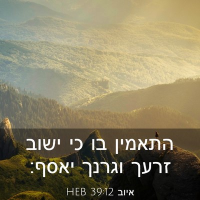 Picture 03 - איוב 39:12 HEB - התאמין בו כי ישוב זרעך - Bible Verse Picture