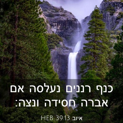 Picture 03 - איוב 39:13 HEB - כנף רננים נעלסה אם אברה - Bible Verse Picture