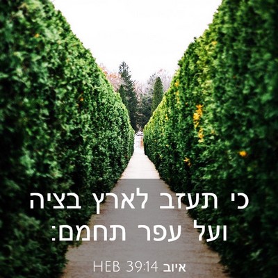 Picture 03 - איוב 39:14 HEB - כי תעזב לארץ בציה ועל עפר - Bible Verse Picture