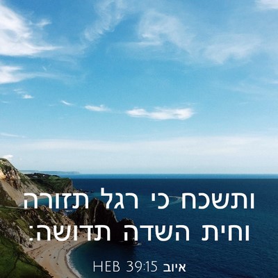 Picture 03 - איוב 39:15 HEB - ותשכח כי רגל תזורה וחית - Bible Verse Picture