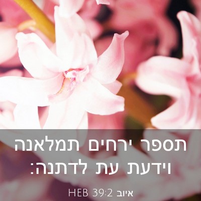 Picture 03 - איוב 39:2 HEB - תספר ירחים תמלאנה וידעת עת - Bible Verse Picture