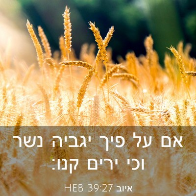 Picture 03 - איוב 39:27 HEB - אם על פיך יגביה נשר וכי - Bible Verse Picture