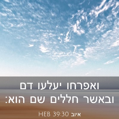 Picture 03 - איוב 39:30 HEB - ואפרחו יעלעו דם ובאשר - Bible Verse Picture