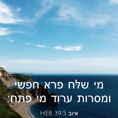 Picture 03 - איוב 39:5 HEB - מי שלח פרא חפשי ומסרות ערוד - Bible Verse Picture