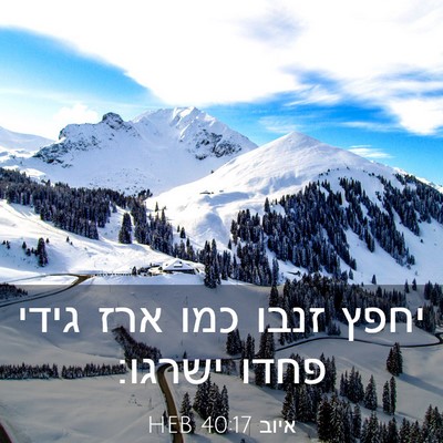 Picture 03 - איוב 40:17 HEB - יחפץ זנבו כמו ארז גידי פחדו - Bible Verse Picture