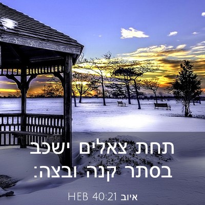Picture 03 - איוב 40:21 HEB - תחת צאלים ישכב בסתר קנה - Bible Verse Picture