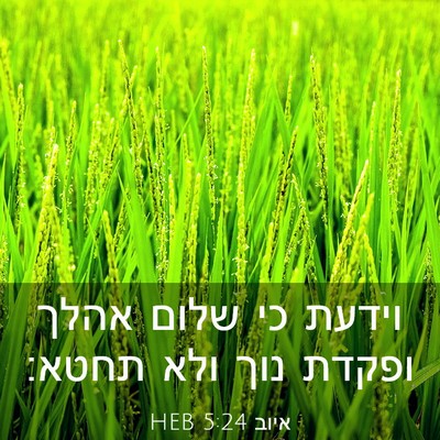 Picture 03 - איוב 5:24 HEB - וידעת כי שלום אהלך ופקדת - Bible Verse Picture