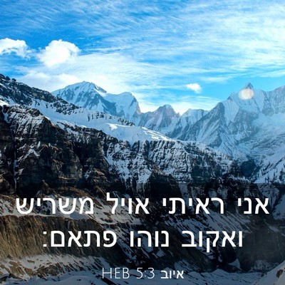 Picture 03 - איוב 5:3 HEB - אני ראיתי אויל משריש ואקוב - Bible Verse Picture