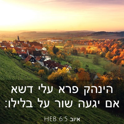 Picture 03 - איוב 6:5 HEB - הינהק פרא עלי דשא אם יגעה - Bible Verse Picture