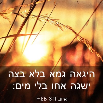 Picture 03 - איוב 8:11 HEB - היגאה גמא בלא בצה ישגה אחו - Bible Verse Picture