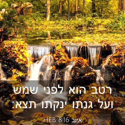 Picture 03 - איוב 8:16 HEB - רטב הוא לפני שמש ועל גנתו - Bible Verse Picture