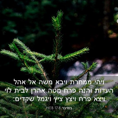 Picture 03 - במדבר 17:8 HEB - ויהי ממחרת ויבא משה אל אהל - Bible Verse Picture