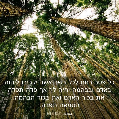 Picture 03 - במדבר 18:15 HEB - כל פטר רחם לכל בשר אשר - Bible Verse Picture