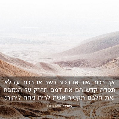 Picture 03 - במדבר 18:17 HEB - אך בכור שור או בכור כשב או - Bible Verse Picture