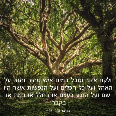 Picture 03 - במדבר 19:18 HEB - ולקח אזוב וטבל במים איש - Bible Verse Picture