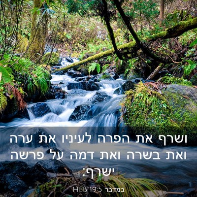 Picture 03 - במדבר 19:5 HEB - ושרף את הפרה לעיניו את ערה - Bible Verse Picture