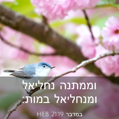 Picture 03 - במדבר 21:19 HEB - וממתנה נחליאל ומנחליאל - Bible Verse Picture