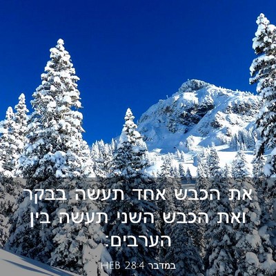 Picture 03 - במדבר 28:4 HEB - את הכבש אחד תעשה בבקר ואת - Bible Verse Picture